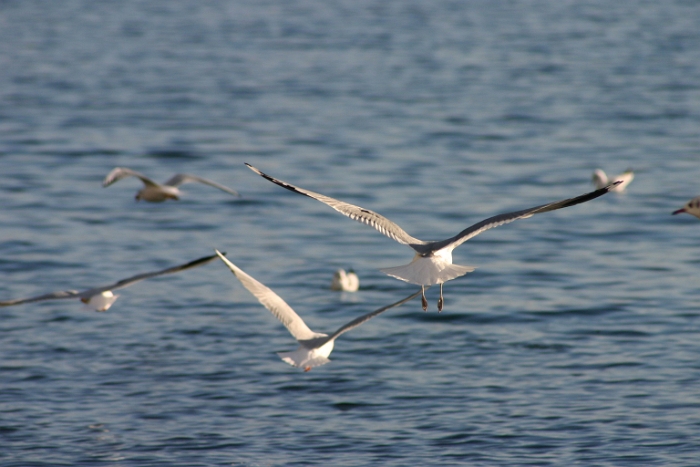 Mouettes - cygnes Vevey - 032